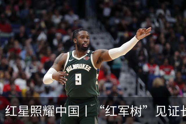 红星照耀中国丨“红军树”见证长征路